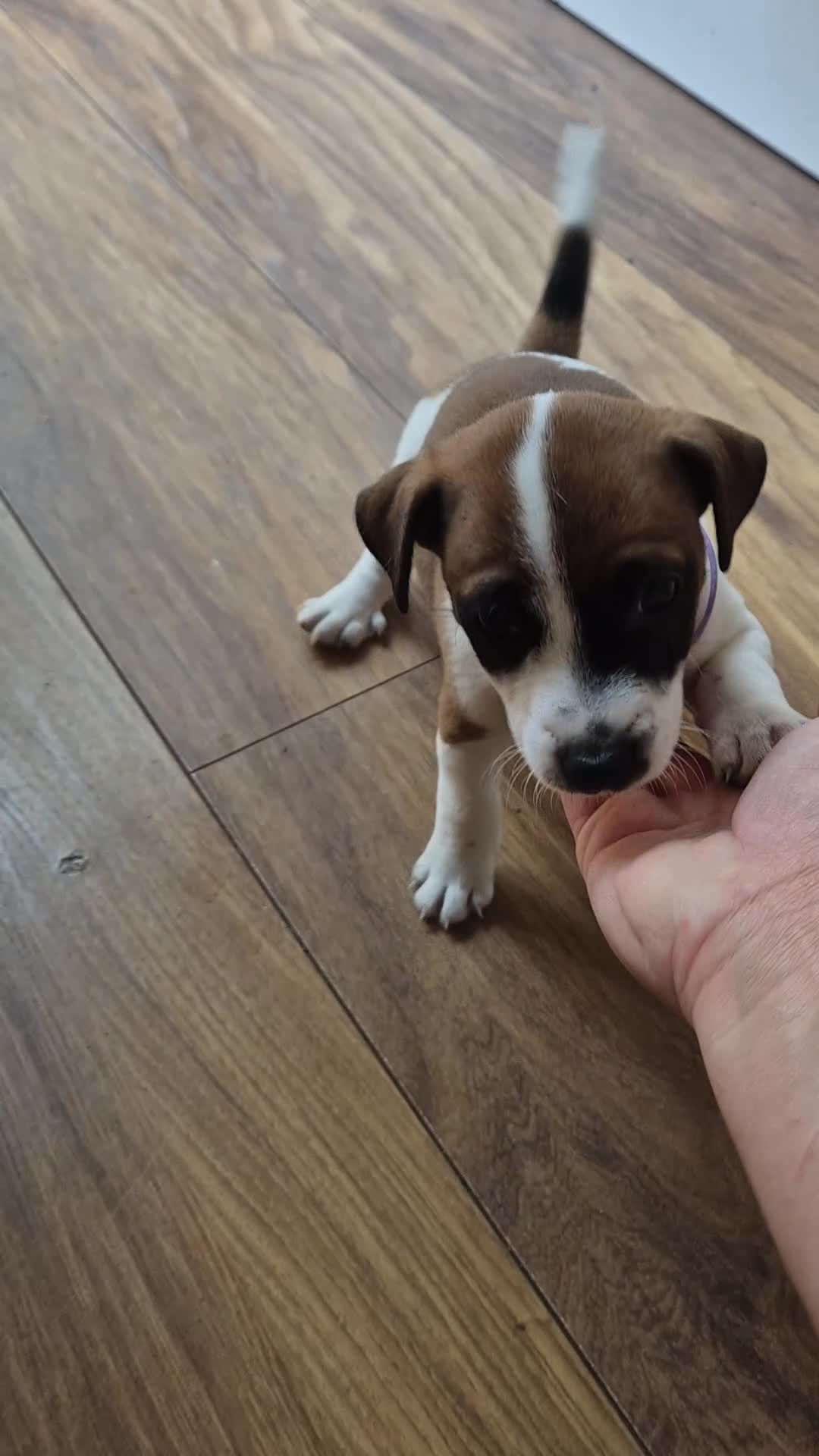 Jack Russell dogs for sale: Jack Russel puppies  - Video 1