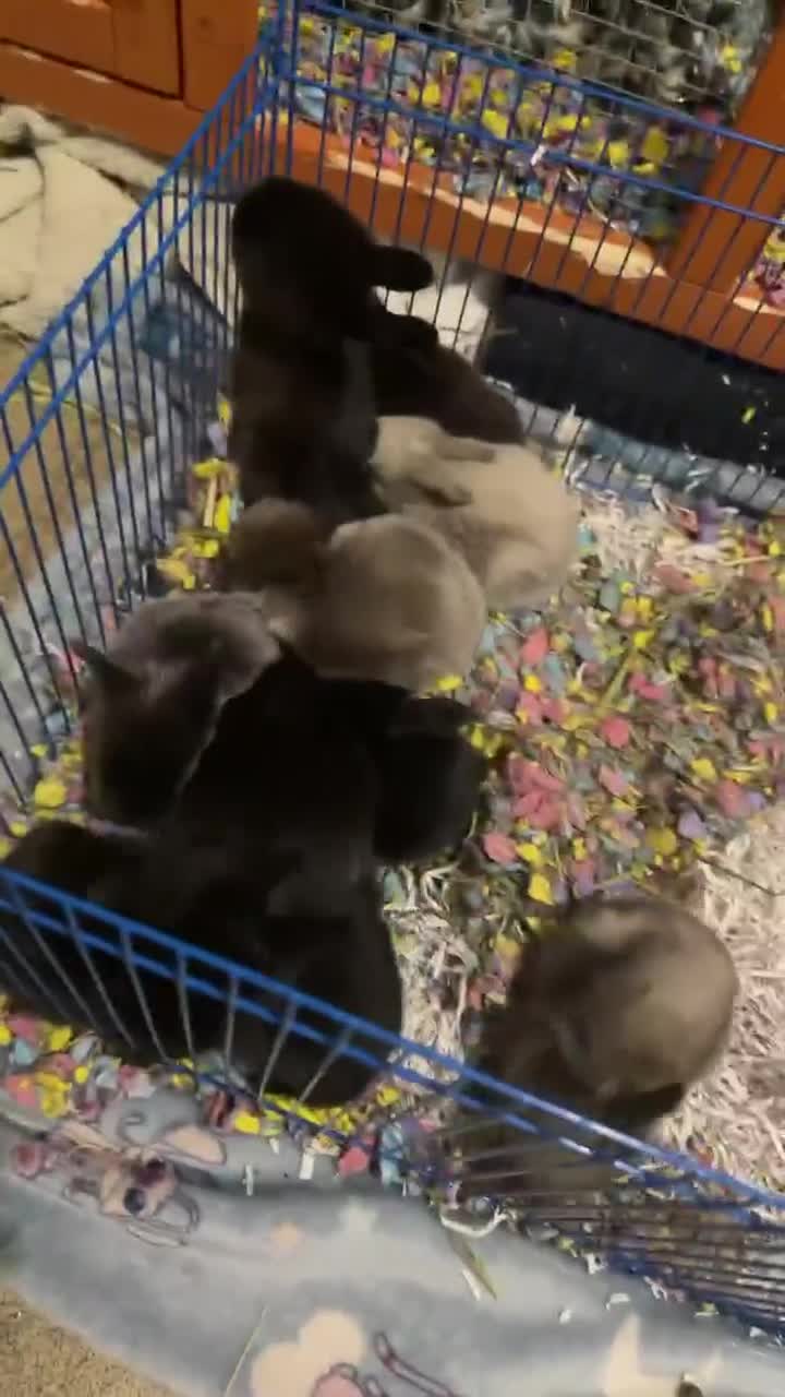 Mixed Breed rabbits for sale: Lionheadxminilop  - Video 1