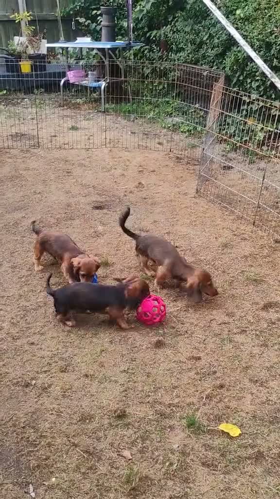 Miniature Dachshund dogs for sale: K.C. Reg. Longhaired Miniature Males - Video 2