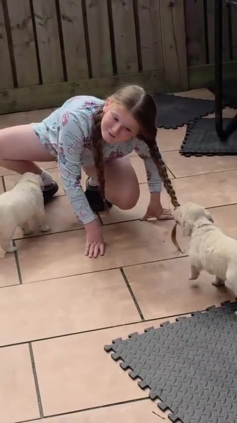 Golden Retriever dogs for sale: Golden Retriever Puppies in Bangor - Video 2