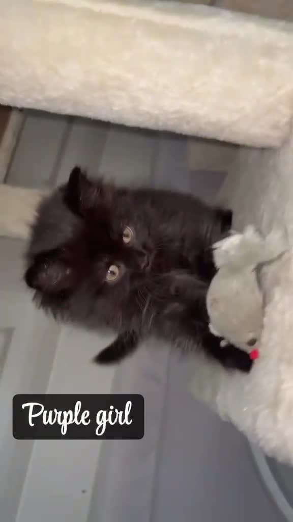 British Longhair cats for sale: British longhair X Kittens  - Video 1