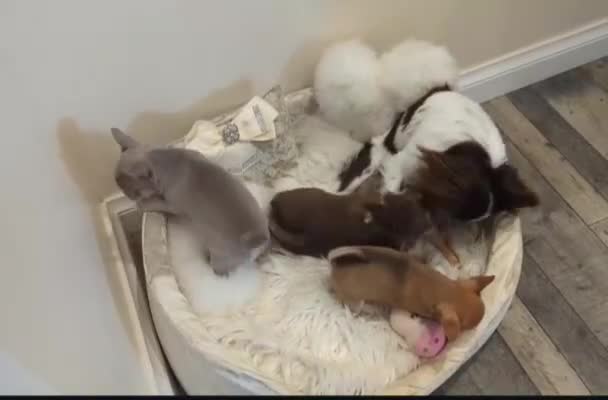 Chihuahua dogs for stud: Russian import - Heath Tested- Proven Stud - Video 4