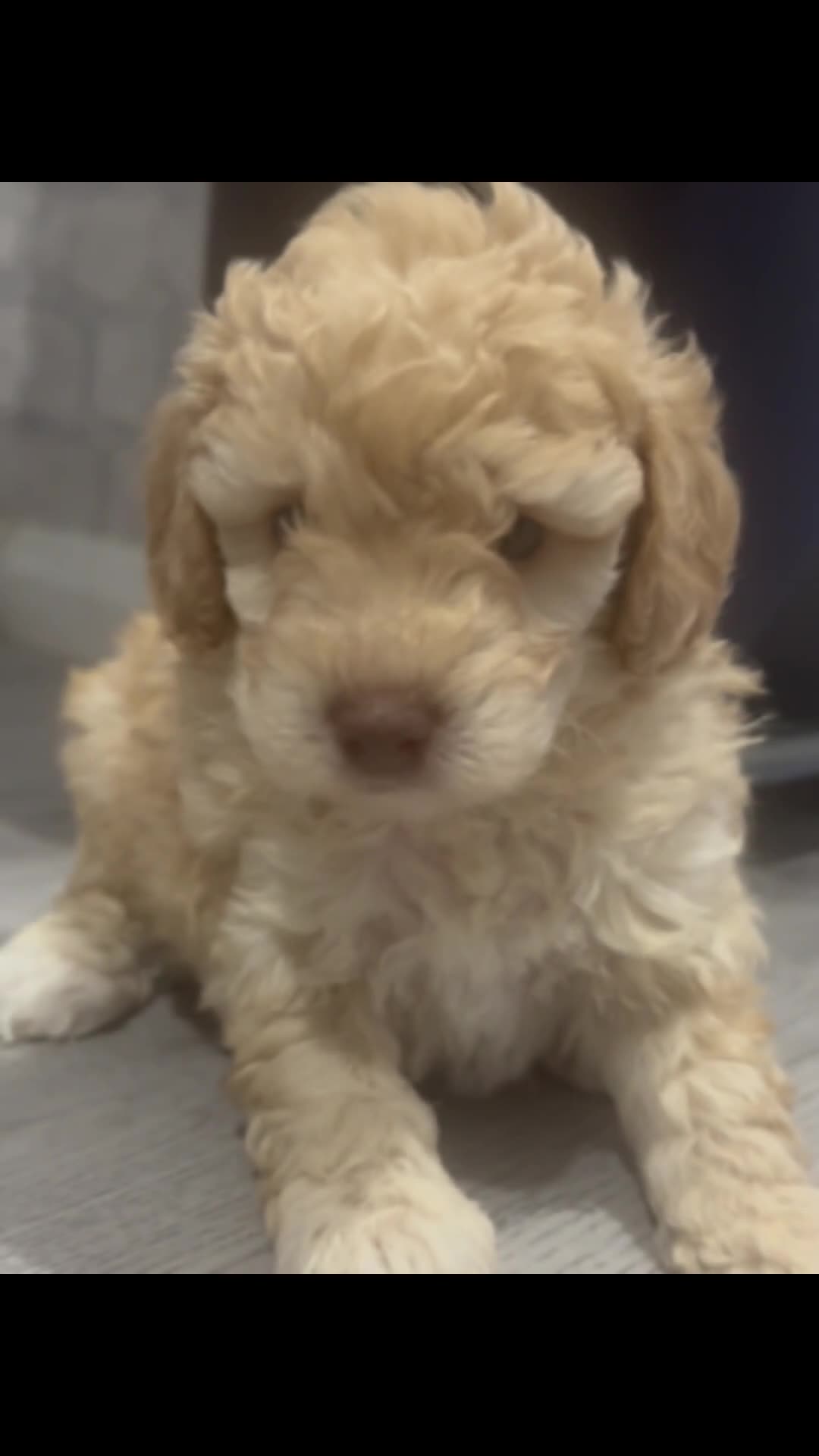 Cavapoo dogs for sale: x4 cockapoos puppies - Video 4