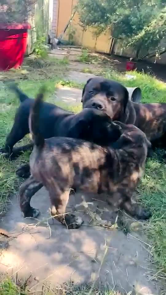 Mixed Breed dogs for stud: For stud. MastiffxCorso dog - Video 1