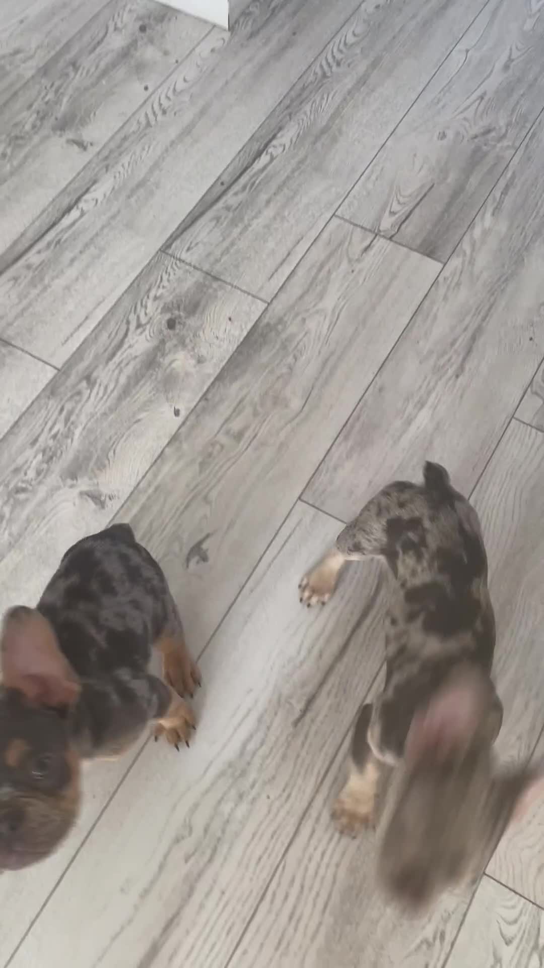 French Bulldog dogs for sale: Kc registered 12 week old French. Bulldogs  - Video 1