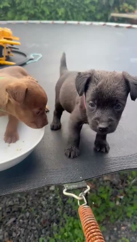 Patterdale Terrier dogs for sale: Full Patterdale  - Video 2