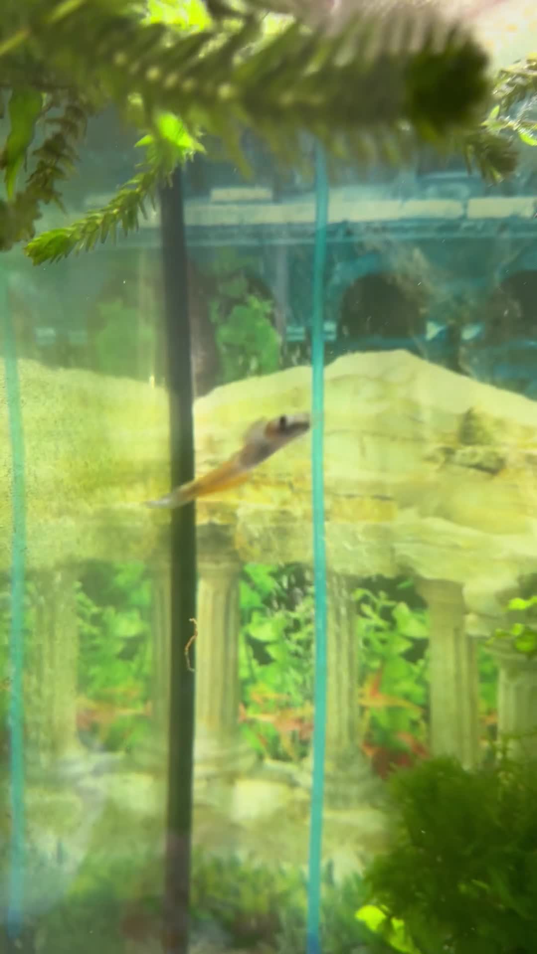 Other/Mixed Breed fish for sale: Fluval168L Aquarium+Cabinet+Fluval 407 Filter - Video 2