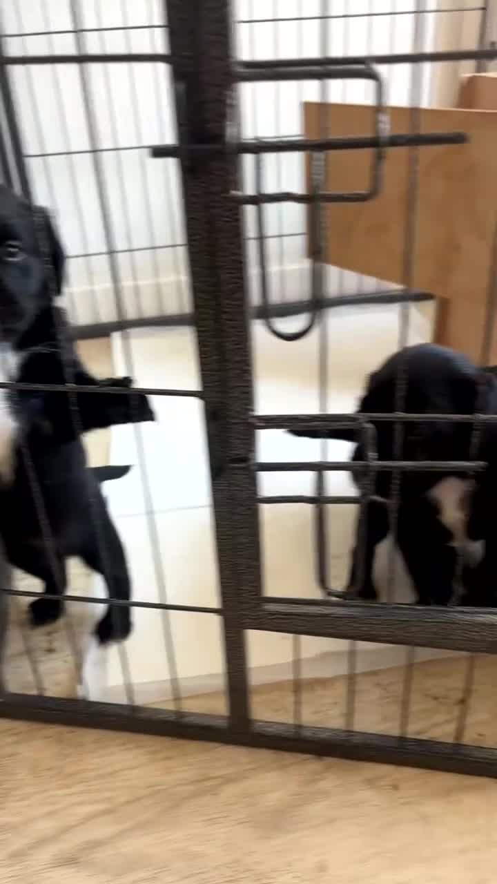 Springador dogs for sale: **1 bitch 1 dog left** lovely springerdors - Video 1
