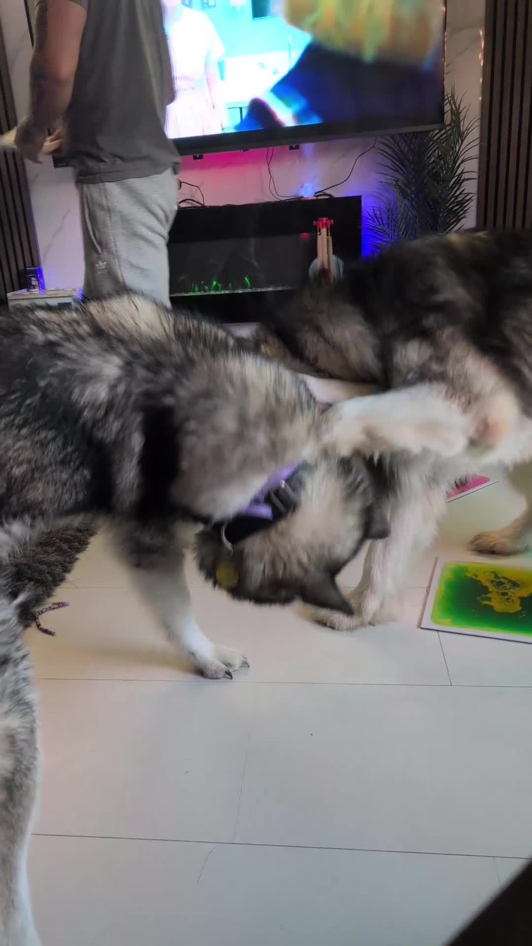 Alaskan Malamute dogs for stud: KC Registered Champion Alaskan Malamute for Stud in Bathgate - Video 2