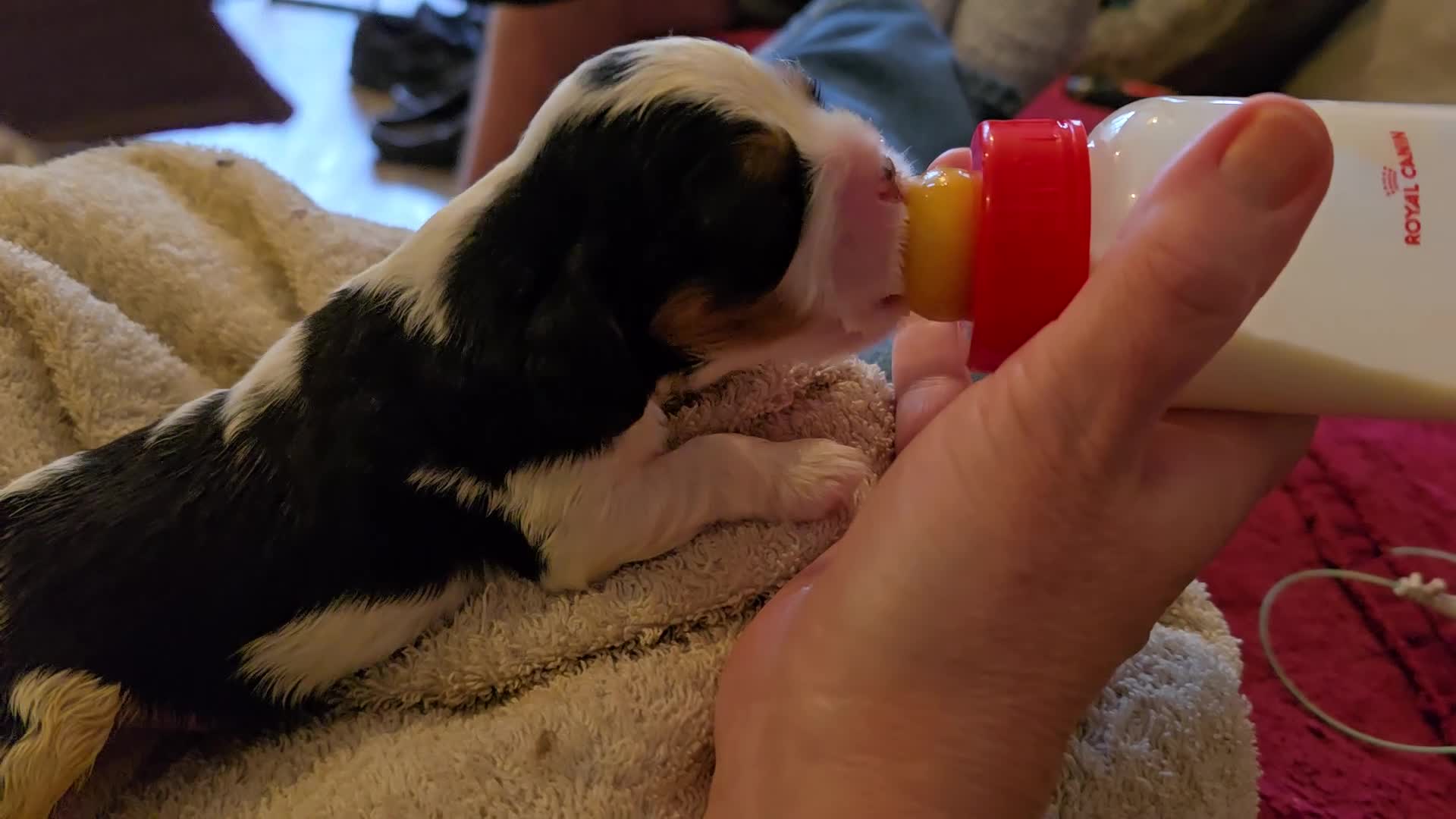 Cavalier King Charles Spaniel dogs for sale: Specialist Tested Cavalier King Charles  - Video 1