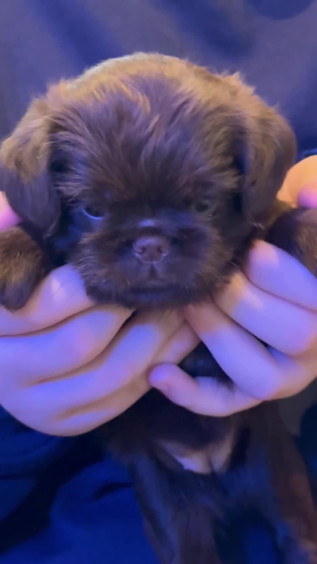 Griffon Bruxellois dogs for sale: Gorgeous Griffon Puppies  - Video 2
