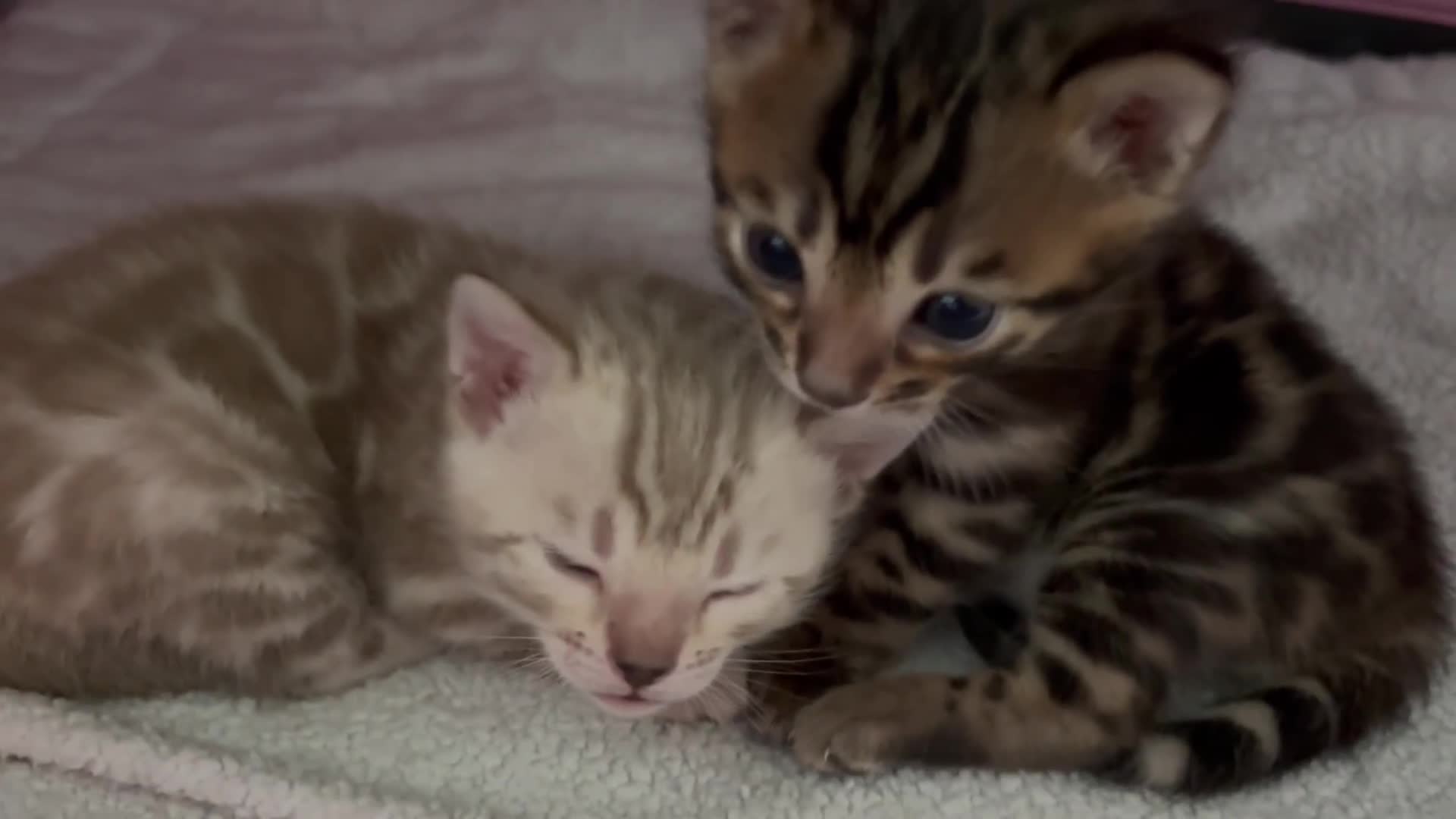 Bengal cats for sale: Beautiful pedigree bengal kittens  - Video 1