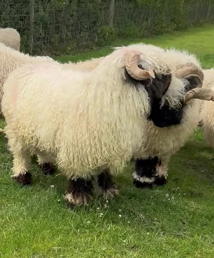 Sheep livestock for sale: Beautiful perfectly marked Valais Blacknose ram in Crewe - Video 2