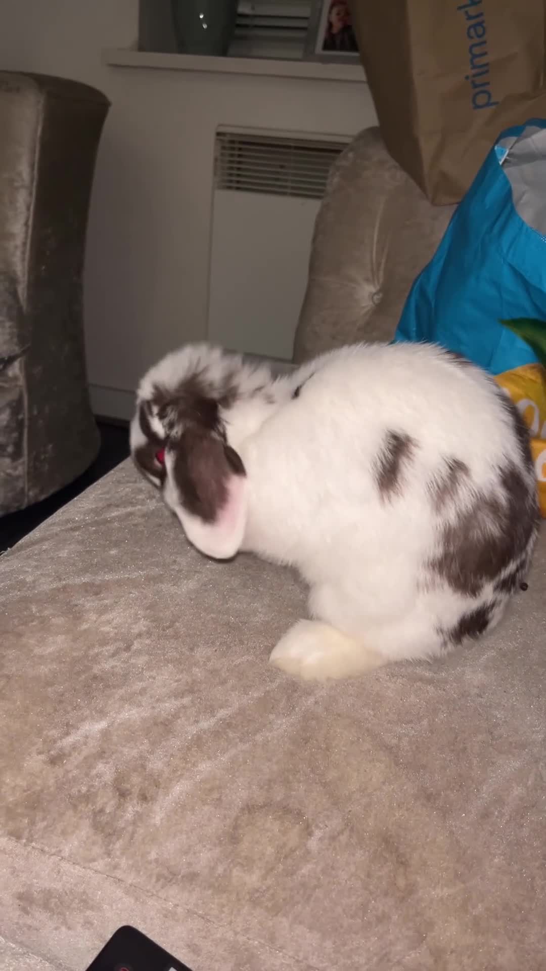 Mini Lop rabbits for sale: Beautiful 6 month old male mini lop black & white in Peterborough - Video 2