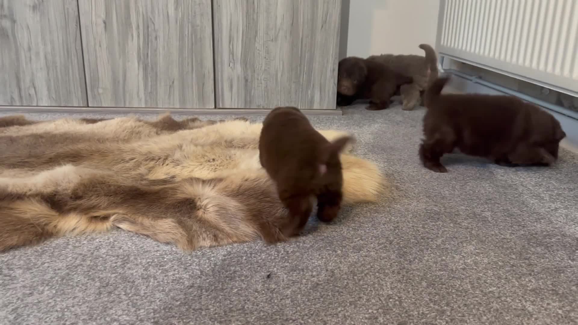 Shar Pei dogs for sale: Top quality choc and tan bear coat sharpies - Video 4