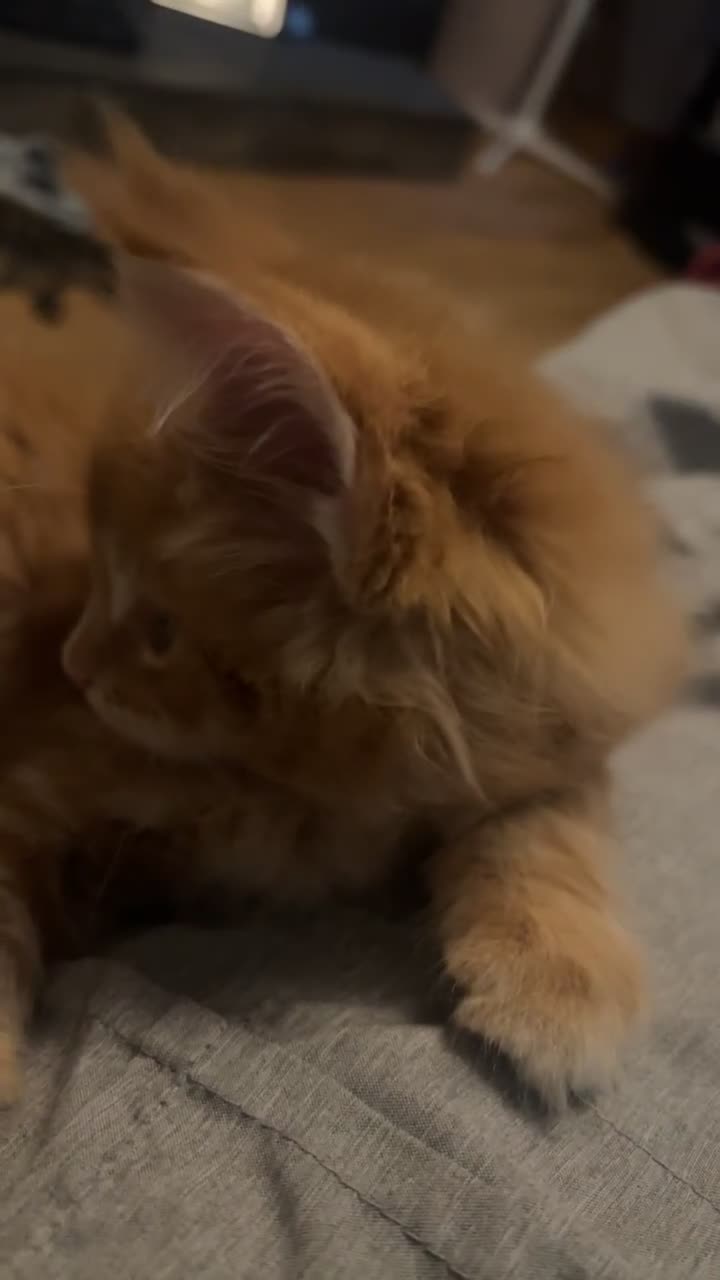 Maine Coon cats for sale: Maine Coon Kittens  - Video 5