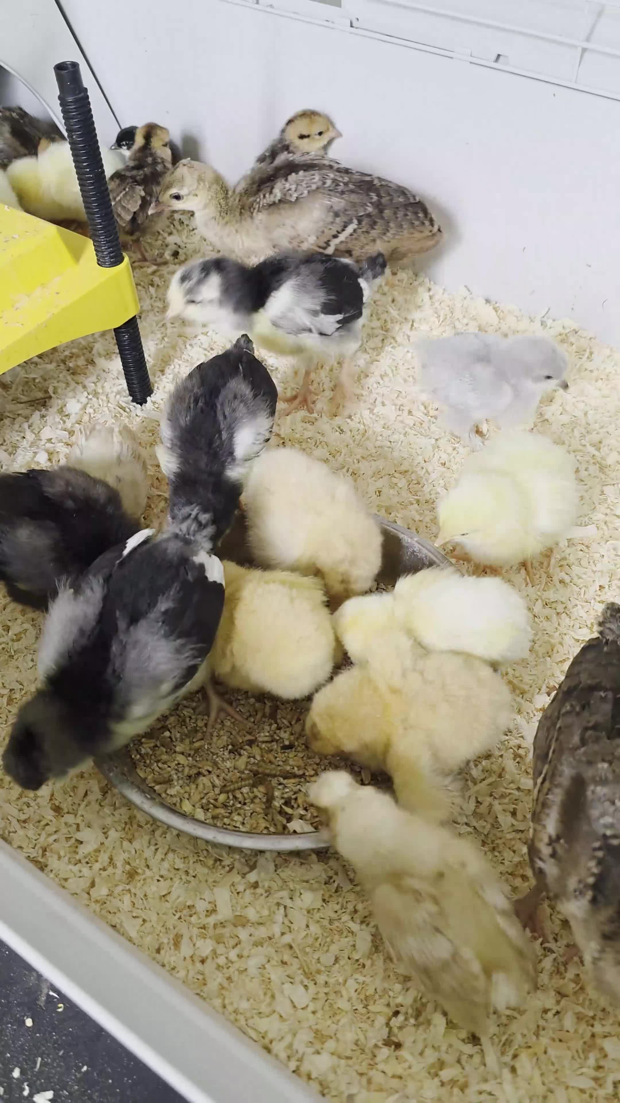 Chickens poultry for sale: Mixed variety of chicks - Video 1