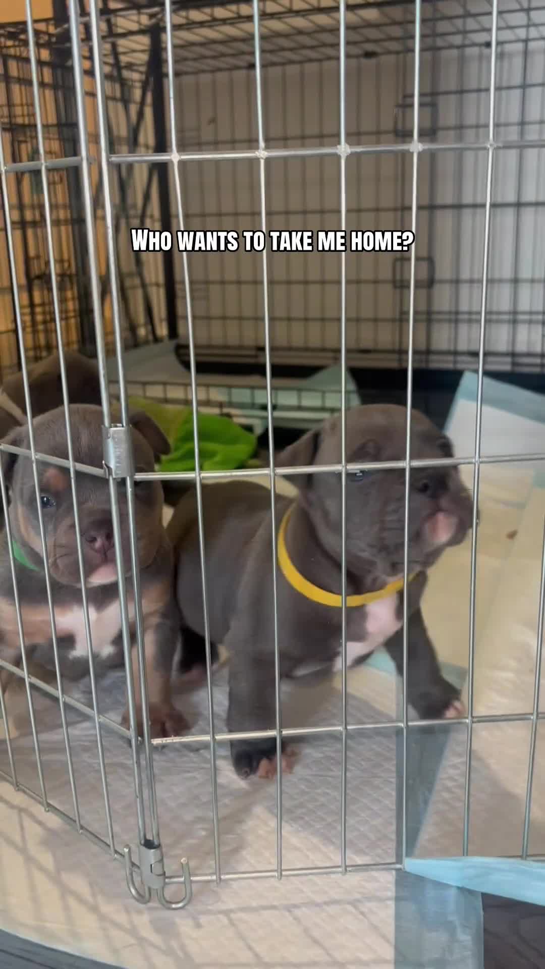 American Bully dogs for sale: Pocket bully puppies  - Video 3