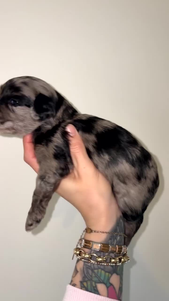 Labradoodle dogs for sale: F1B miniature labradoodles  - Video 3