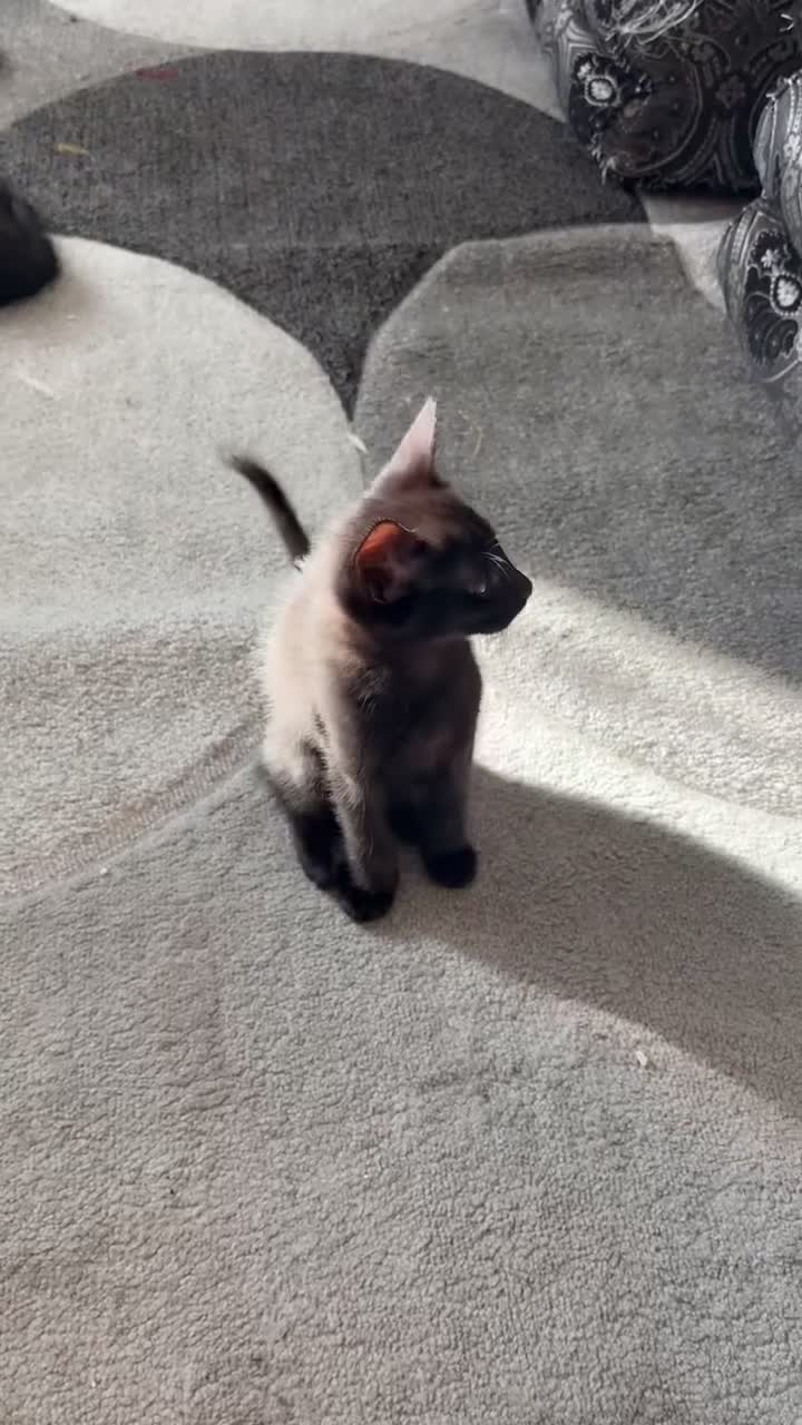 Bombay cats for sale: My cats  - Video 1