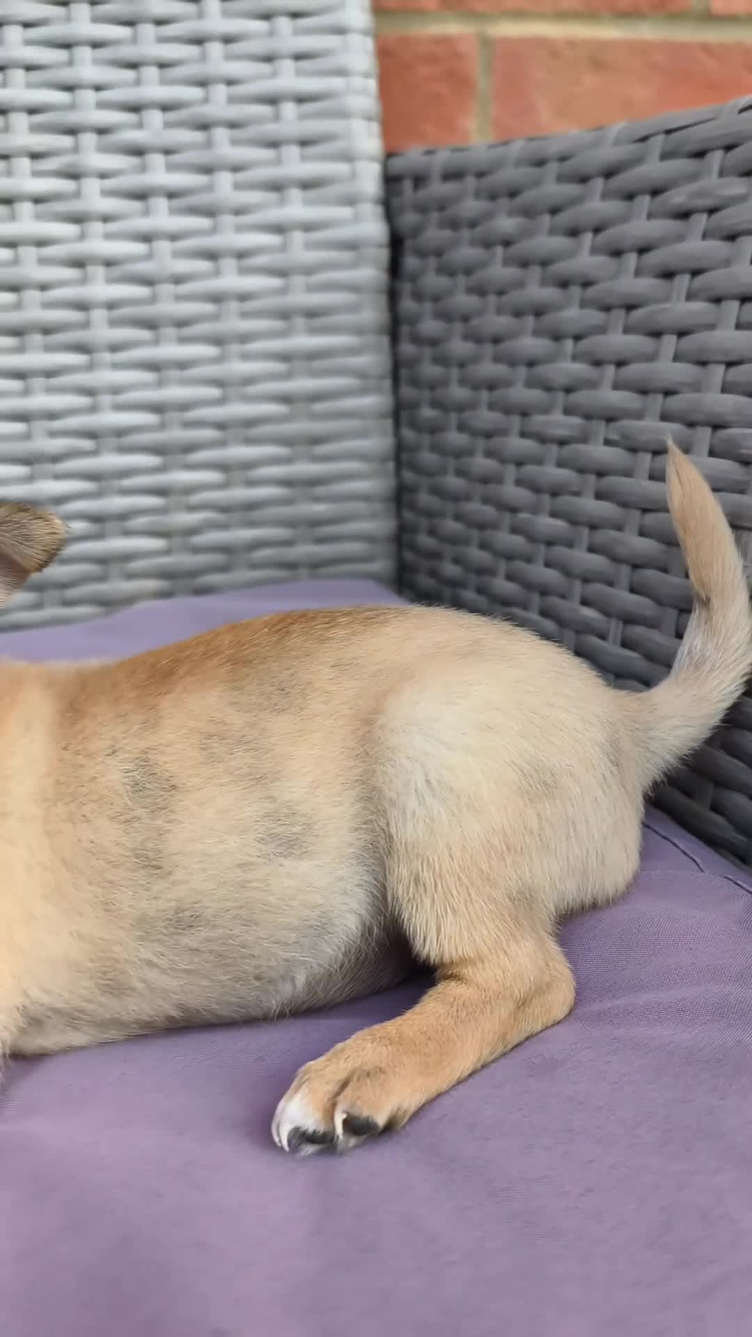 Chihuahua dogs for sale: Chihuahuas *Stunning Litter* LAST ONE Tiny - Video 1