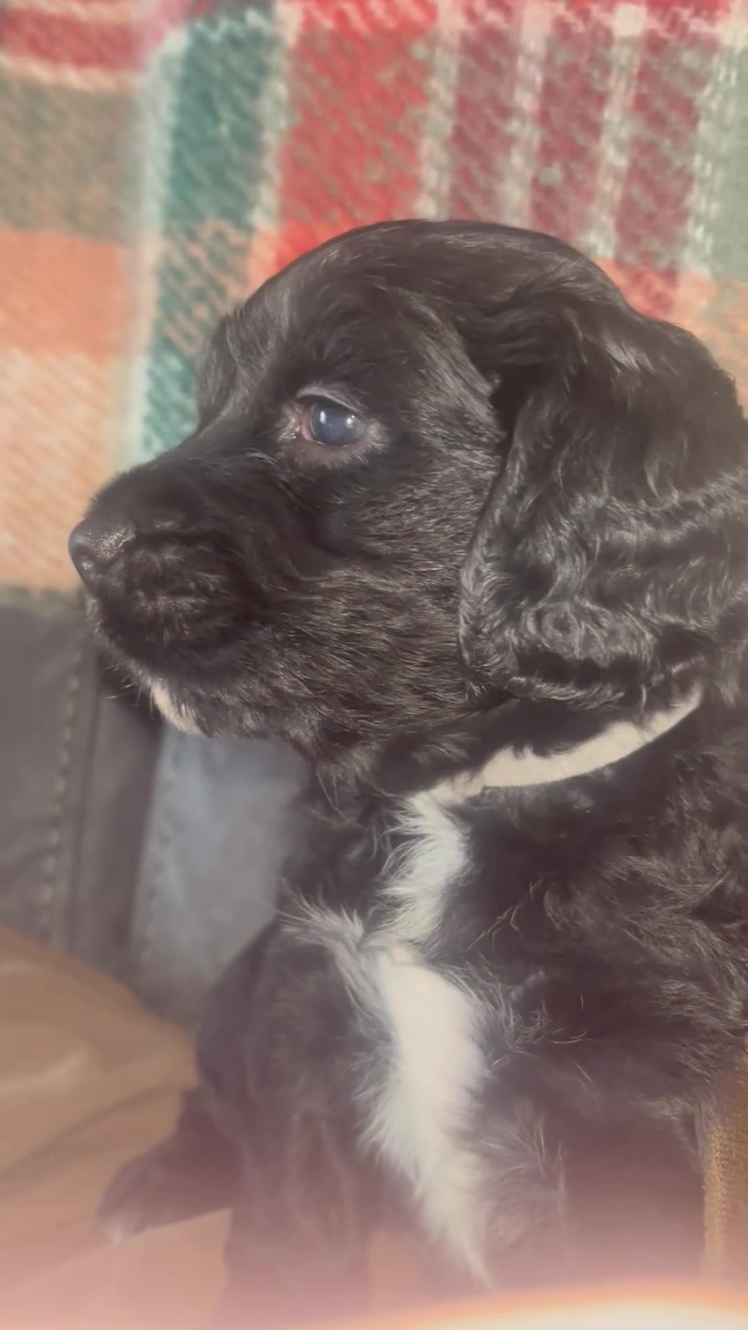 Cocker Spaniel dogs for sale: Cocker spaniel puppies - Video 1