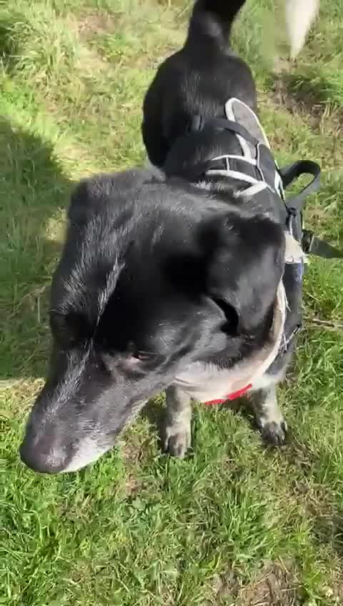 Mixed Breed dogs for sale: Bobby from Macedonia in Guildford - Video 1