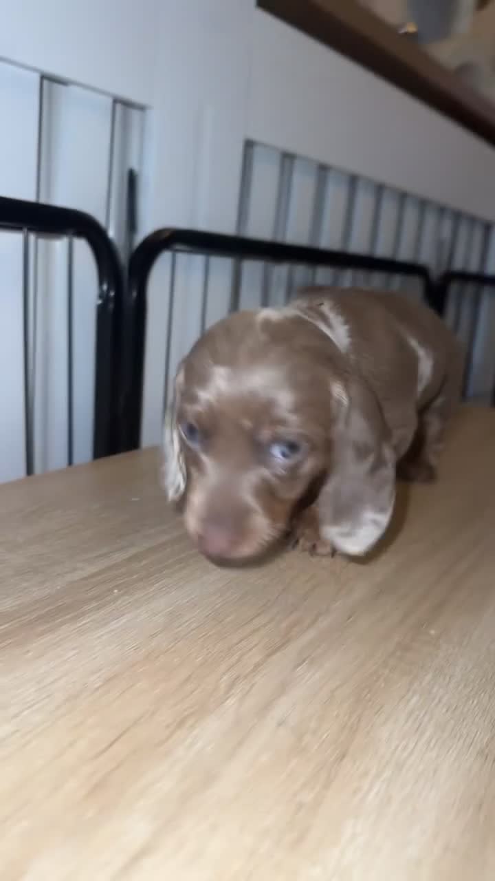 Miniature Dachshund dogs for sale: Mini dachshund kc registered  - Video 2