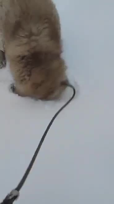 Mixed Breed dogs for adoption: PAUL  in Ashbourne - Video 1