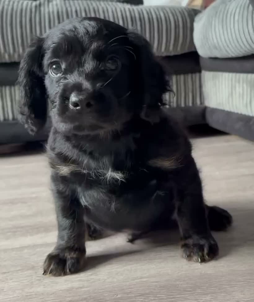 Mixed Breed dogs for sale: Cocker mix pups - Video 1