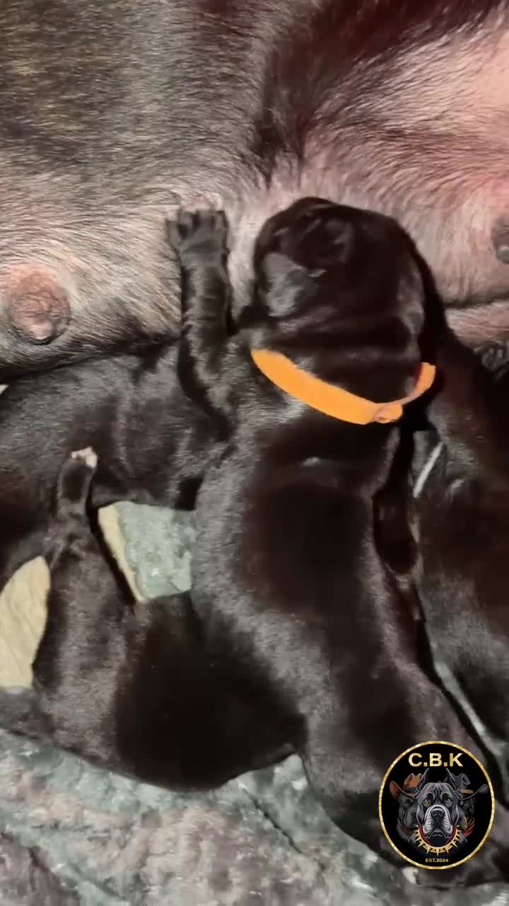 Cane Corso dogs for sale: Premium Cane Corso Puppies *Genesis Bloodline* - Video 5