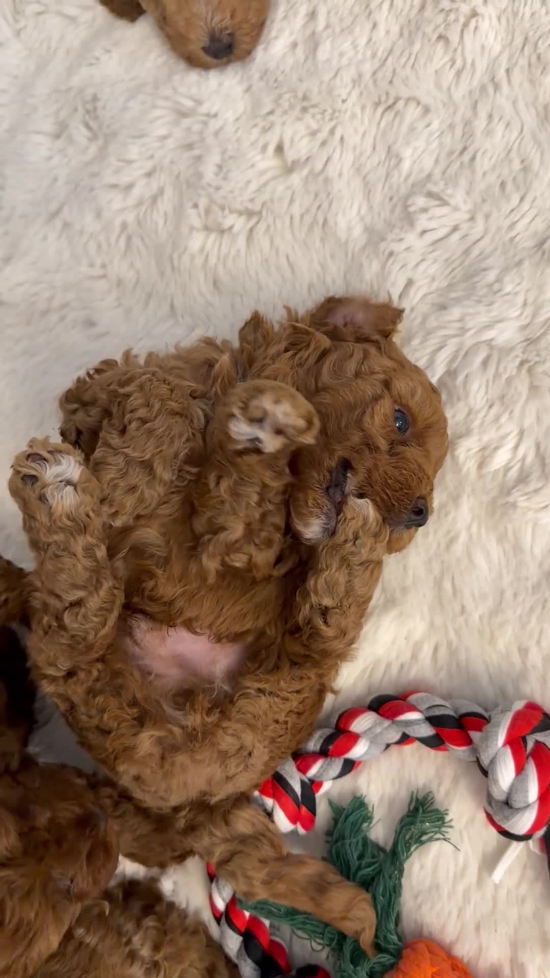 Miniature Poodle dogs for sale: Kc gorgeous red mini Poodle 5 gen pedigree  - Video 4
