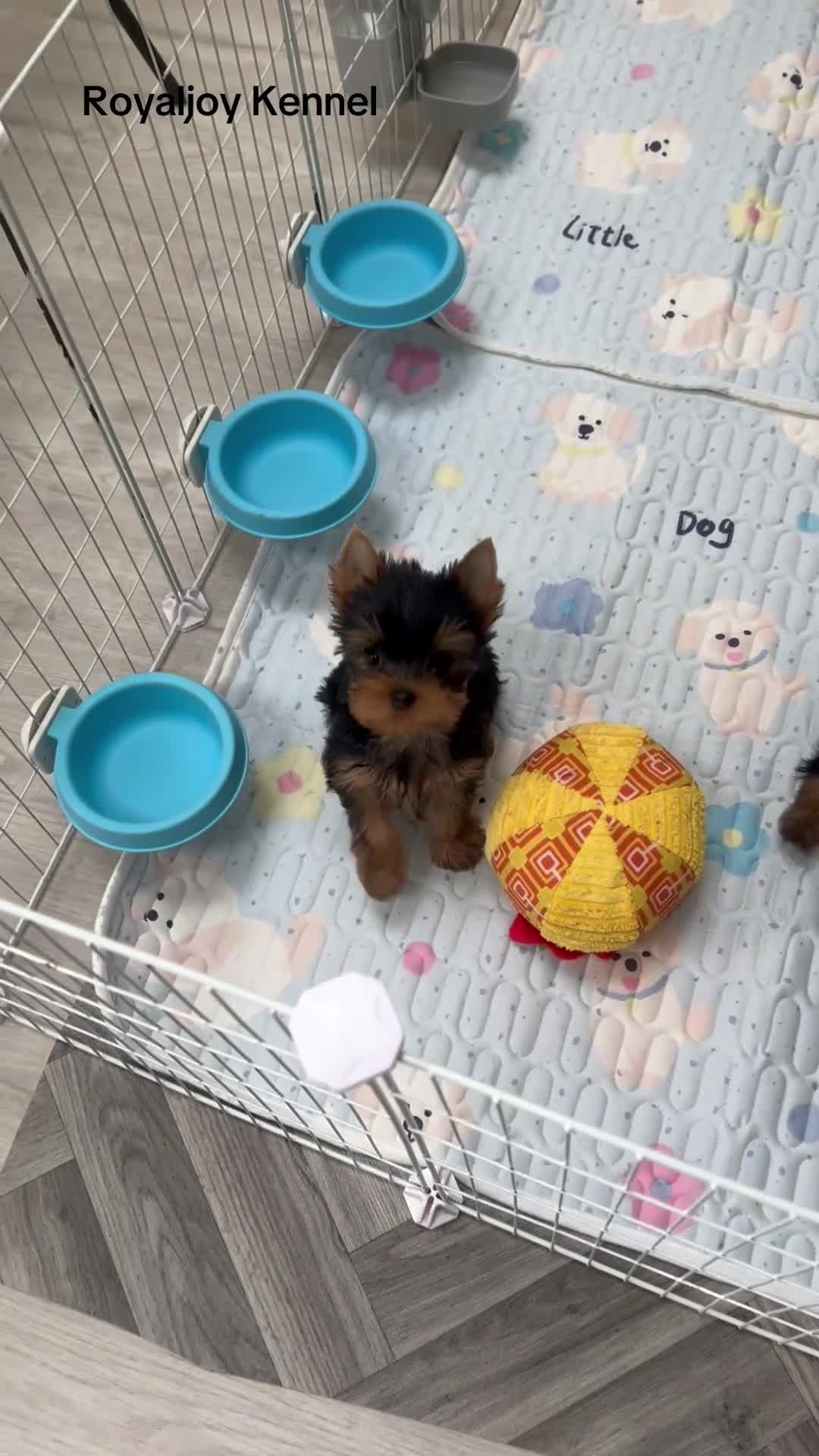 Yorkshire Terrier dogs for sale: Adorable KC reg: girl 💕 - Video 2