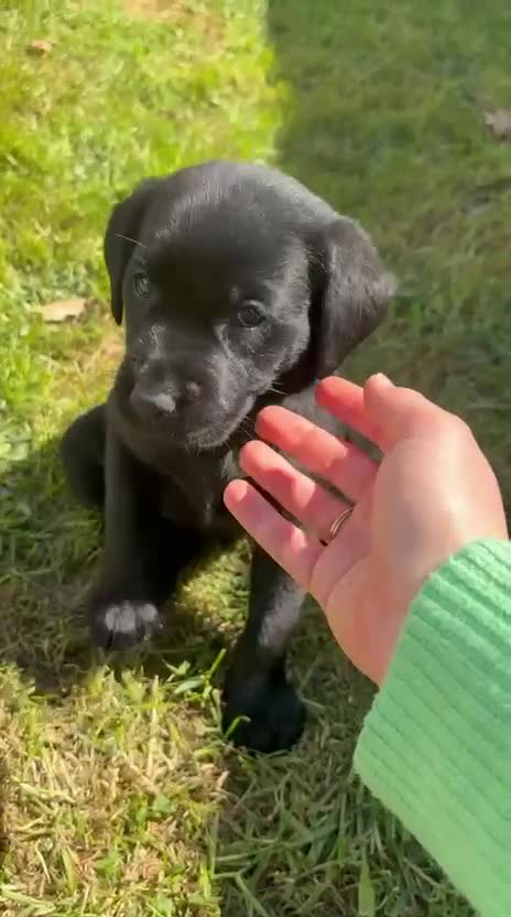 Labrador Retriever dogs for sale: KC Registered Black Labrador Puppies - Video 2