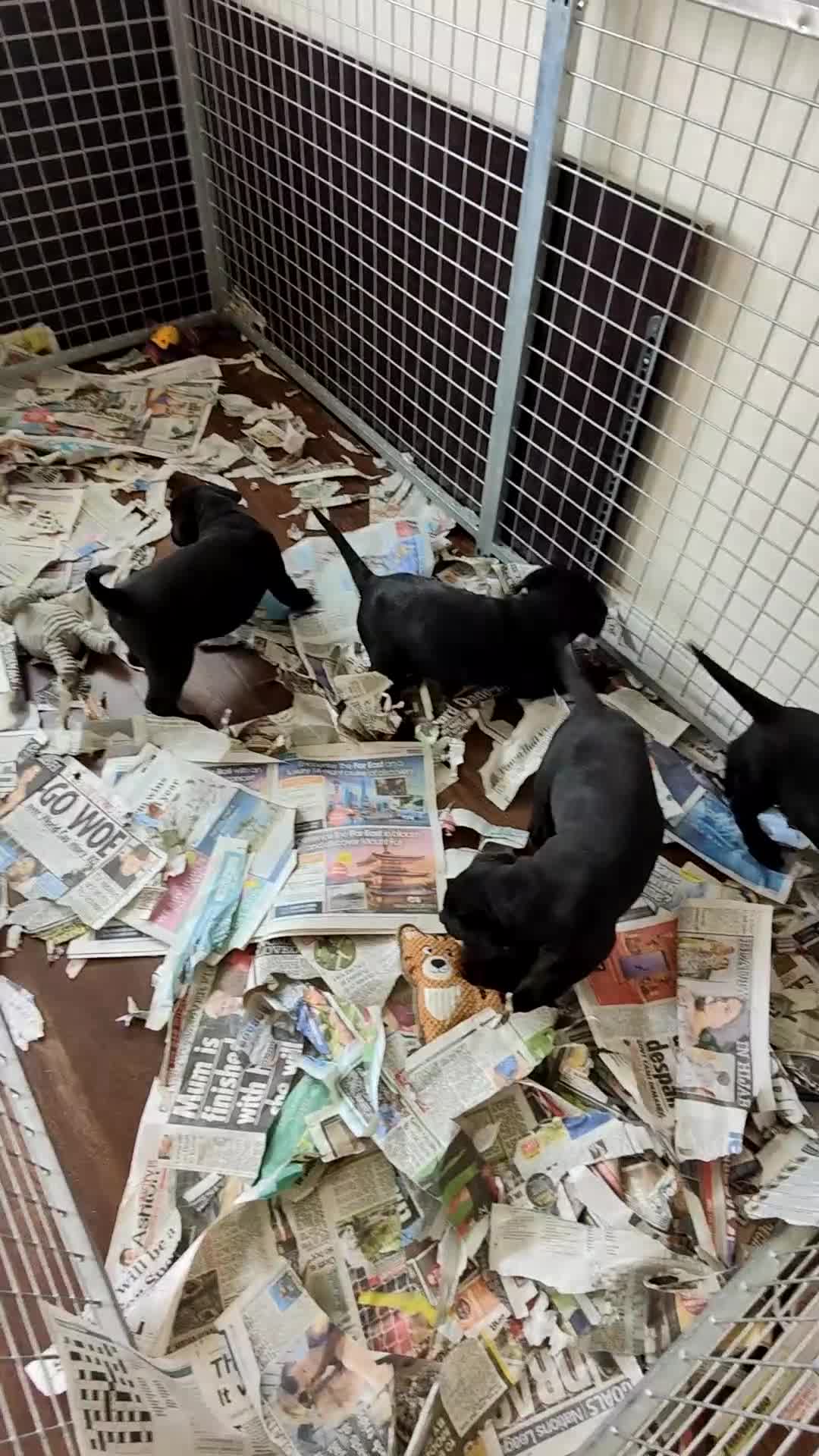 Labrador Retriever dogs for sale: Lovely Pointerdor puppies  - Video 1
