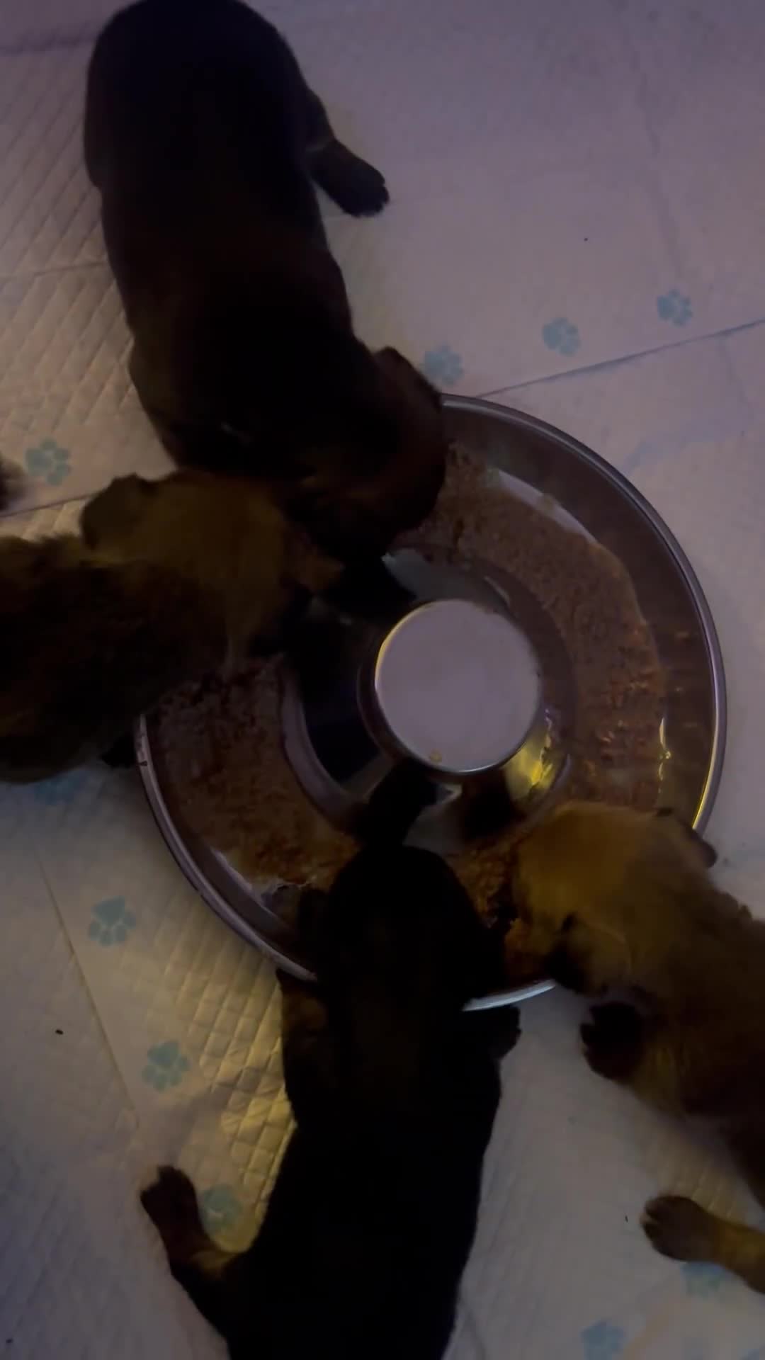 Mixed Breed dogs for sale: Yorkie Jacks  - Video 1
