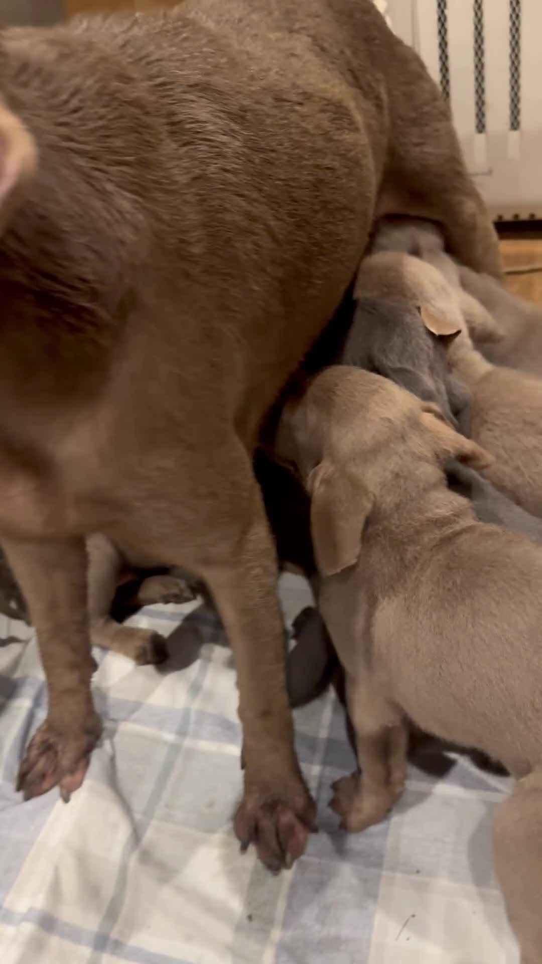 Labrador Retriever dogs for sale: KC SILVER & CHARCOAL Labrador Puppys  - Video 1