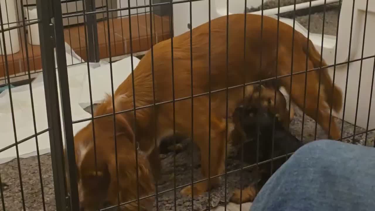 Cocker Spaniel dogs for sale: Working Cocker Spaniel Puppies, Black and Tan, Red - Video 2