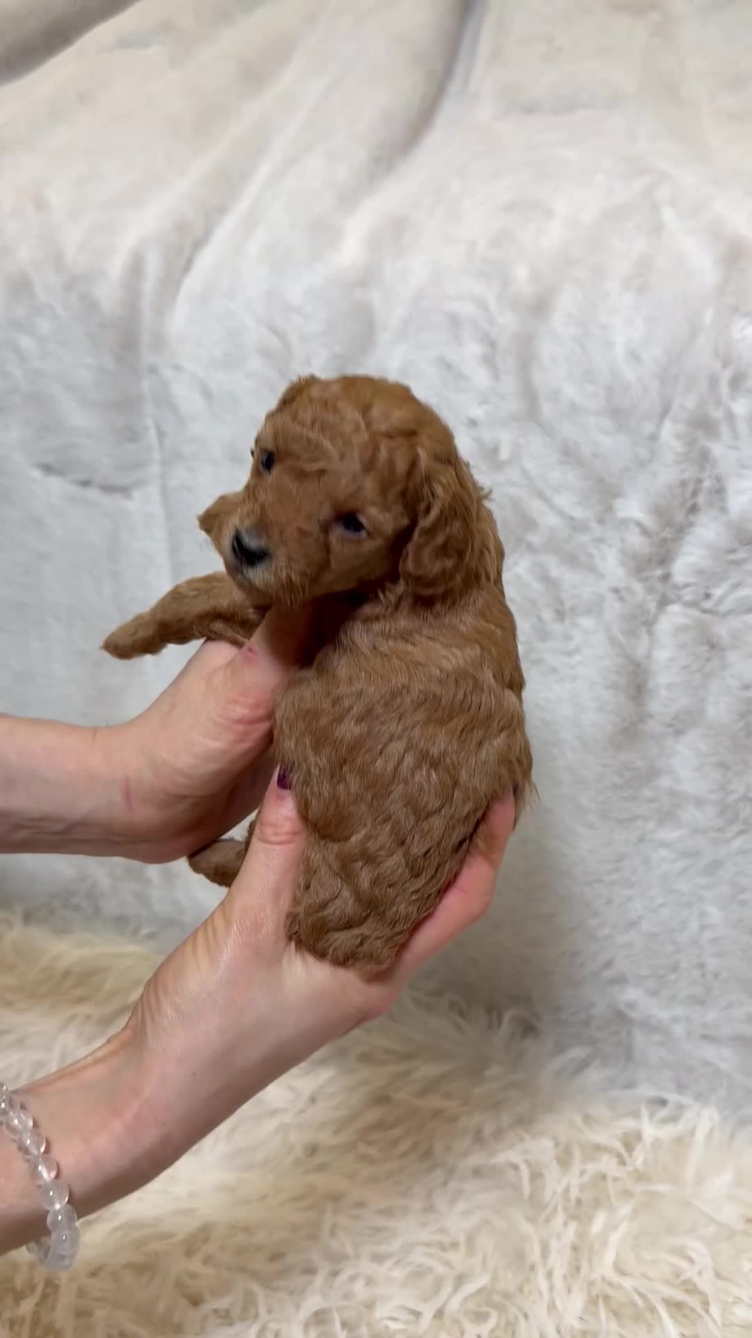 Toy Poodle dogs for sale: ❤️ Exceptional Asian Red Toy Poodle Puppies ❤️ - Video 1
