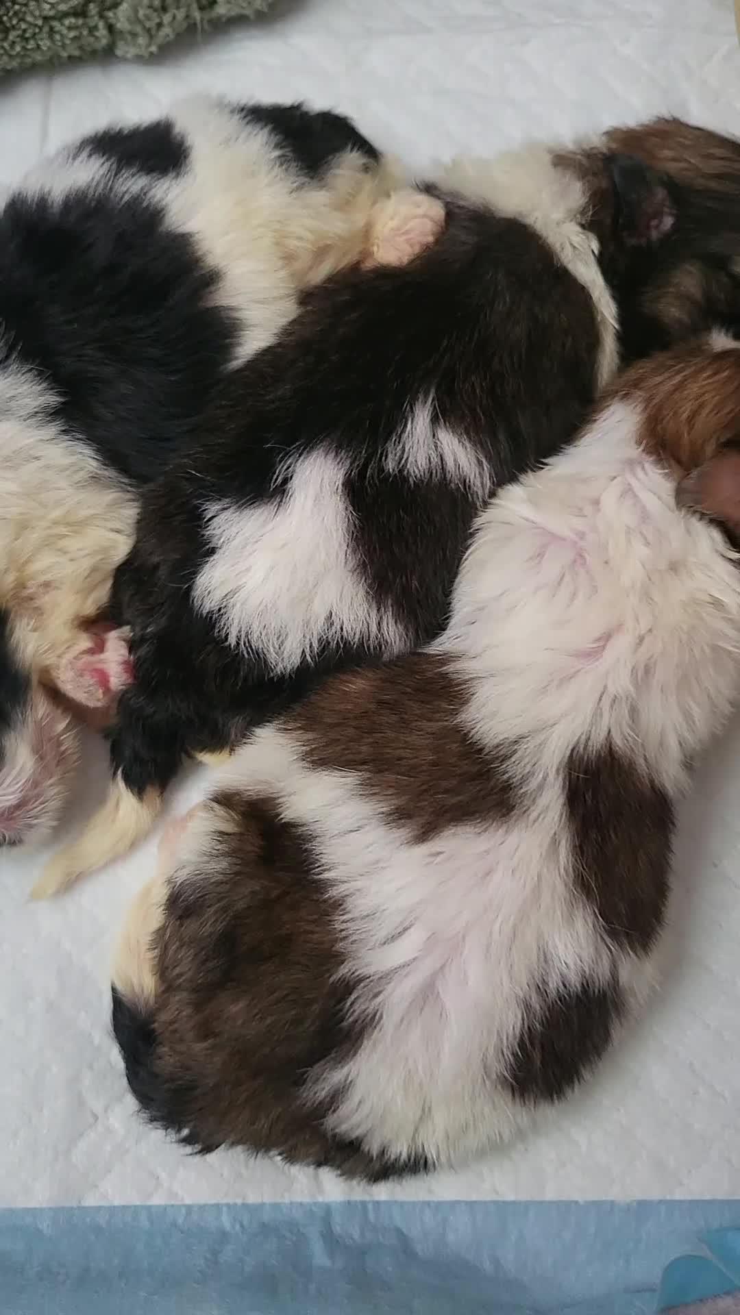 Shih Tzu dogs for sale: Baby shih  tzu puppies - Video 1