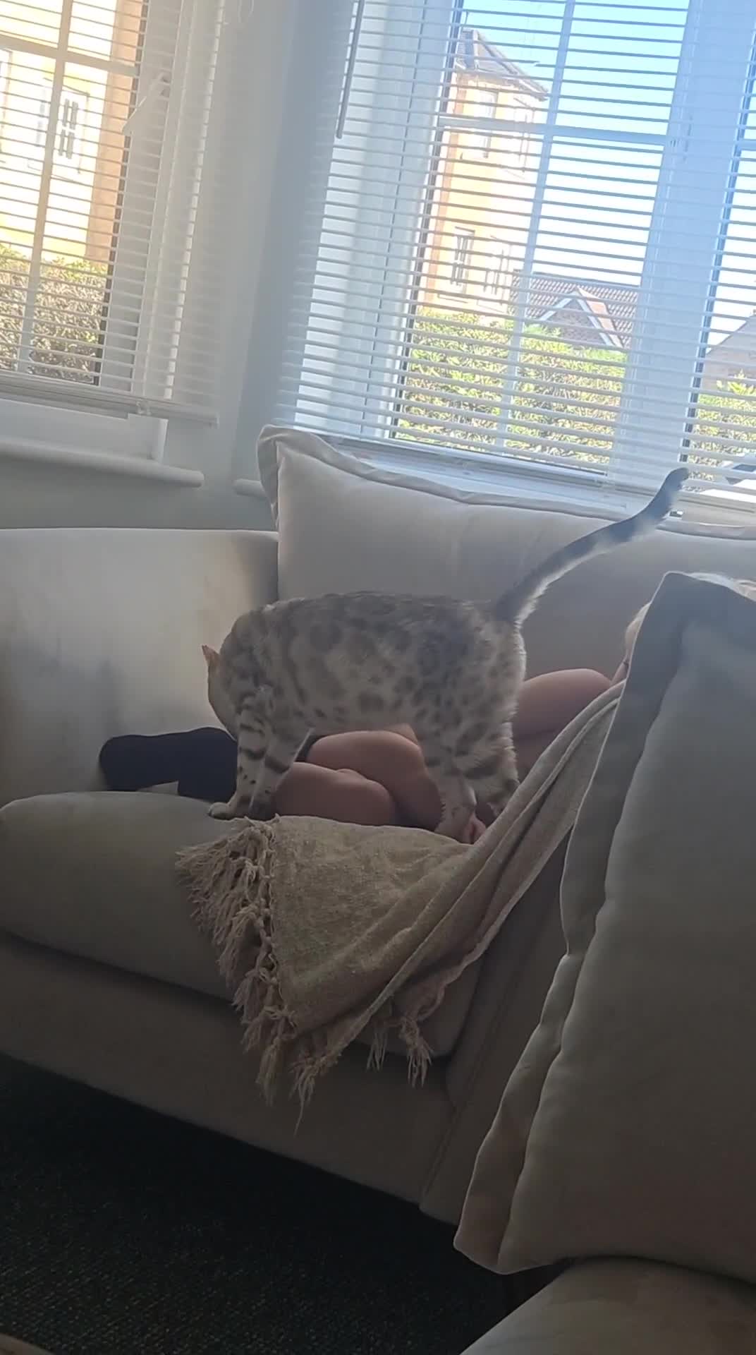 Bengal cats for sale: Mother and daughter bengal for rehoming  - Video 1