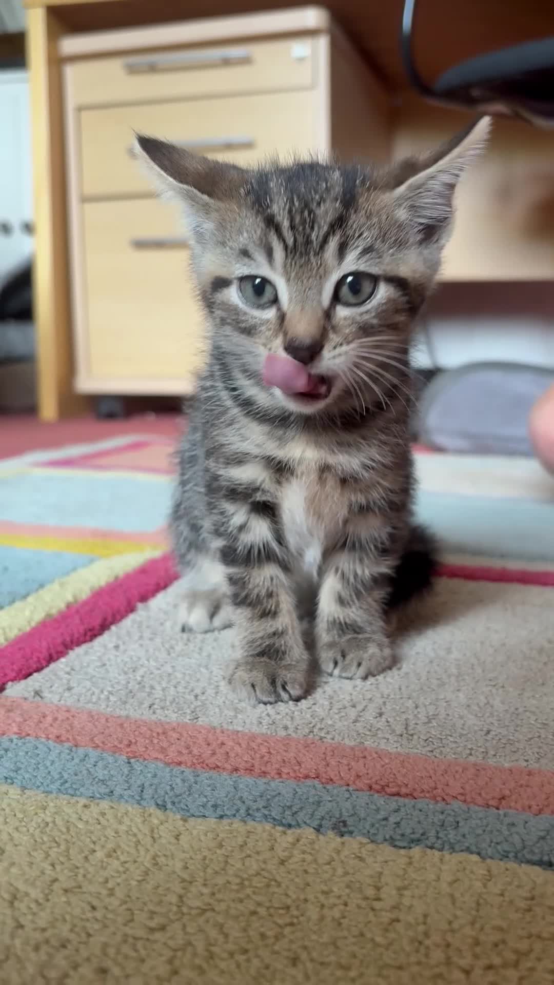 Mixed Breed cats for sale: 5 beautiful Kittens  - Video 5