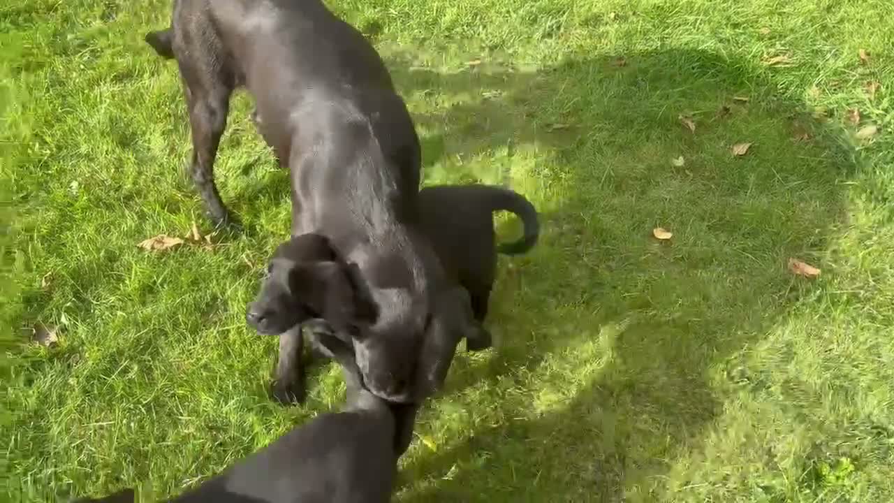 Labrador Retriever dogs for sale: Beautiful Labrador puppies - Video 1