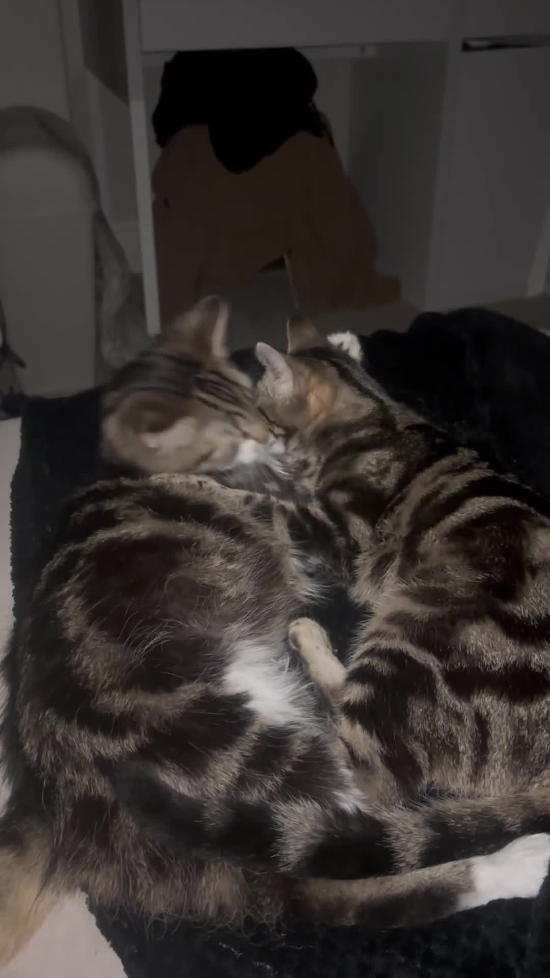 British Longhair cats for sale: 11 month old kitten looking for loving home - Video 1