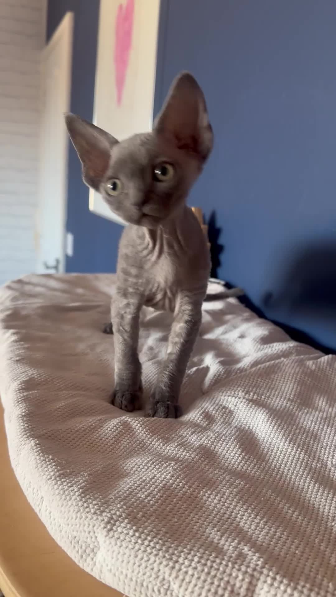 Devon Rex cats for sale: 💙  Blue male Kitten Available 💙 - Video 1