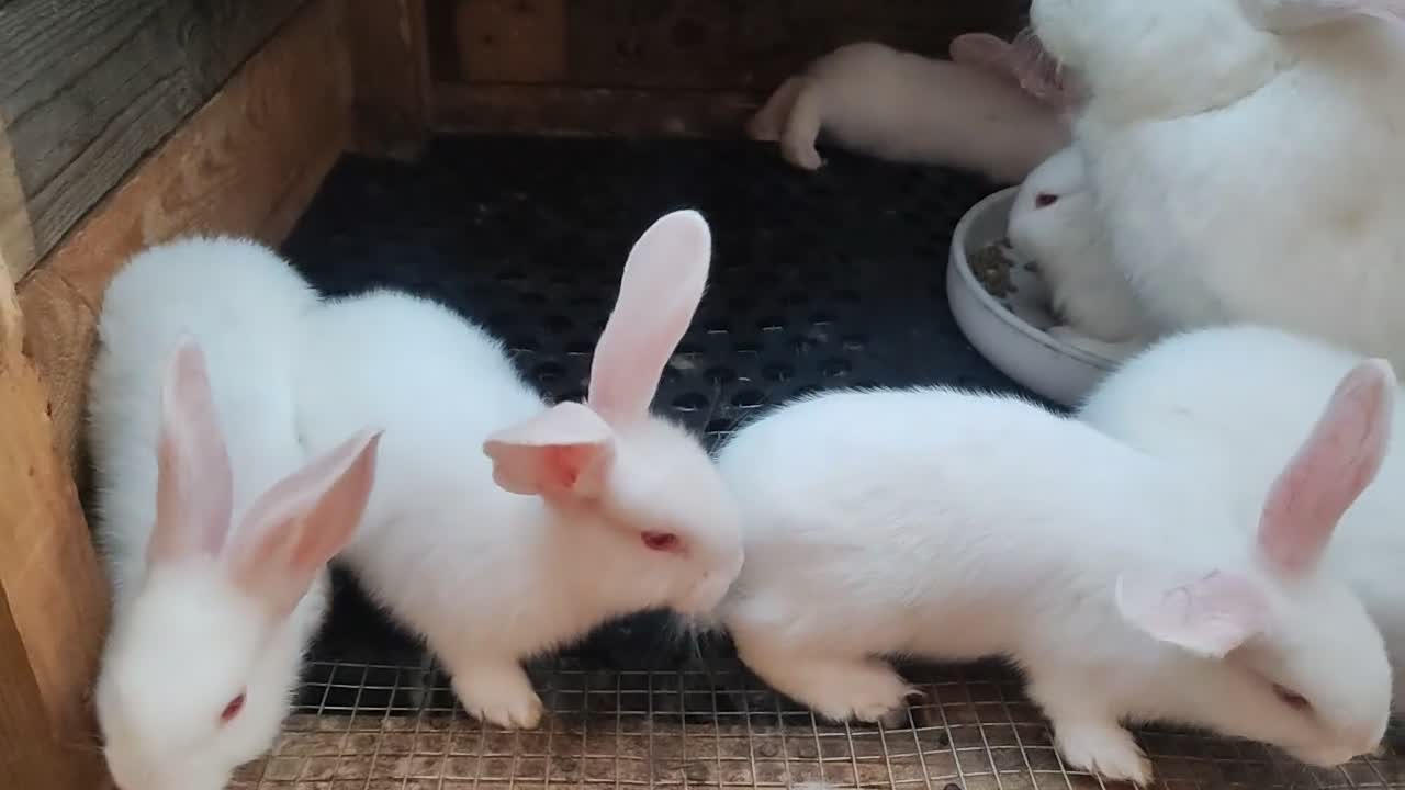 Continental Giant rabbits for sale: Continental giant babies  - Video 1