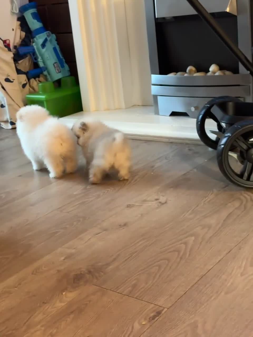 Pomeranian dogs for sale: Bridgerton KC Teddy Bear Faced Pomeranians - Video 1