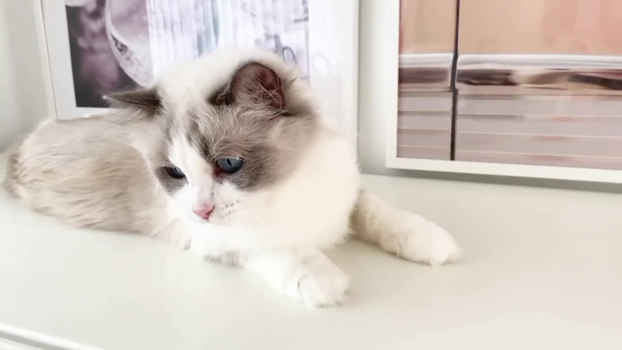 Ragdoll cats for sale: INDOOR FULL PEDIGREE 4 YEARS RAGDOLL FEMALE CAT - Video 3