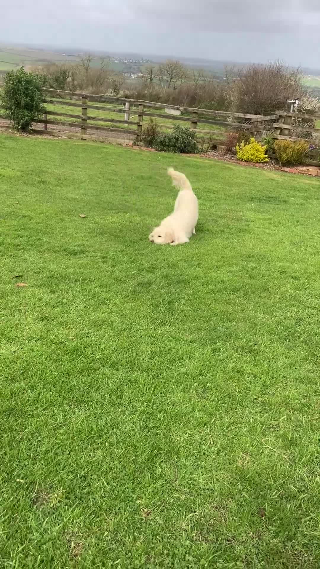 Golden Retriever dogs for sale: K.C reg  Handsome Boy  - Video 2