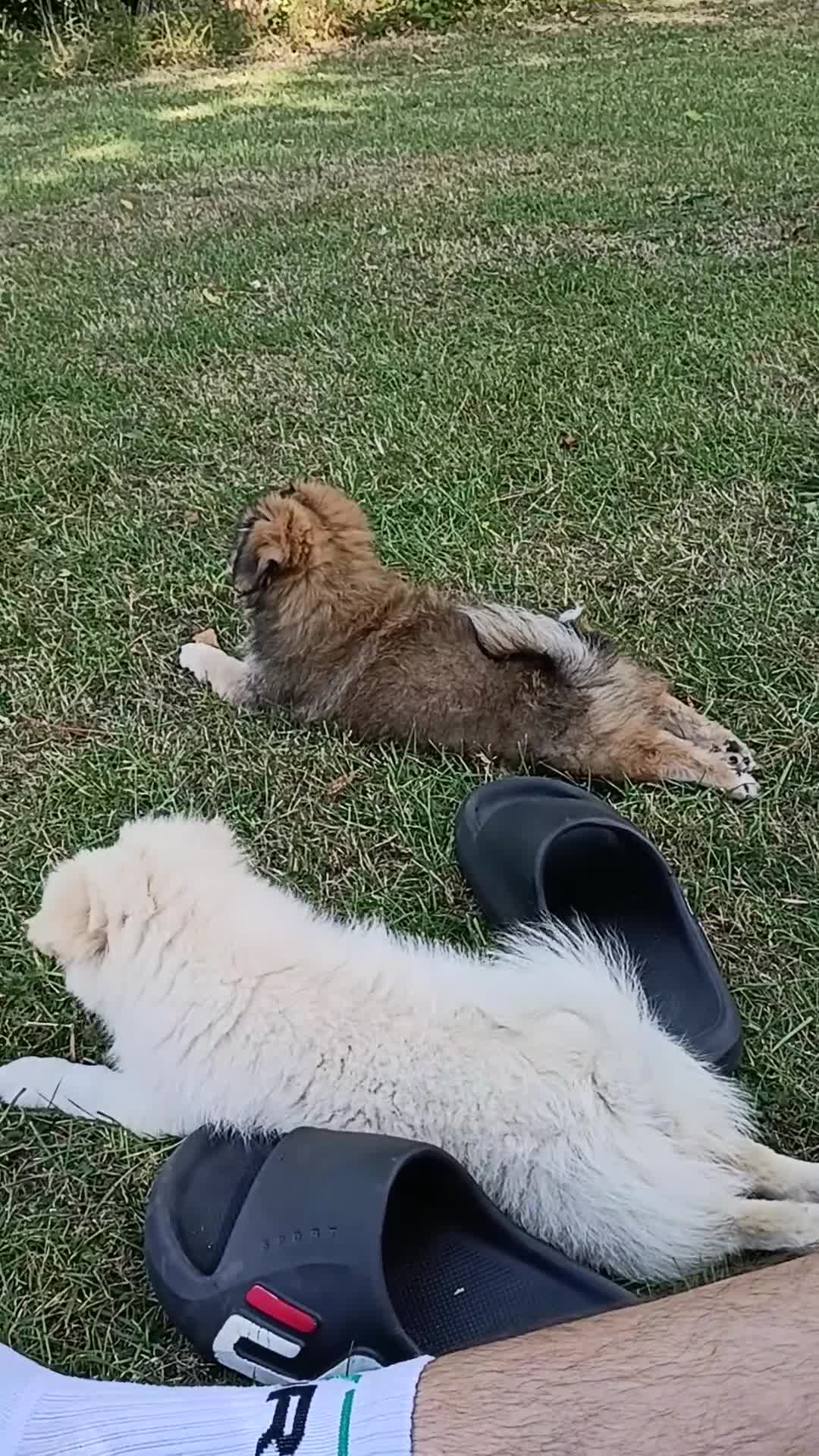 Pomeranian dogs for sale: 3 Pomeranian Puppies Ready in Preston - Video 2